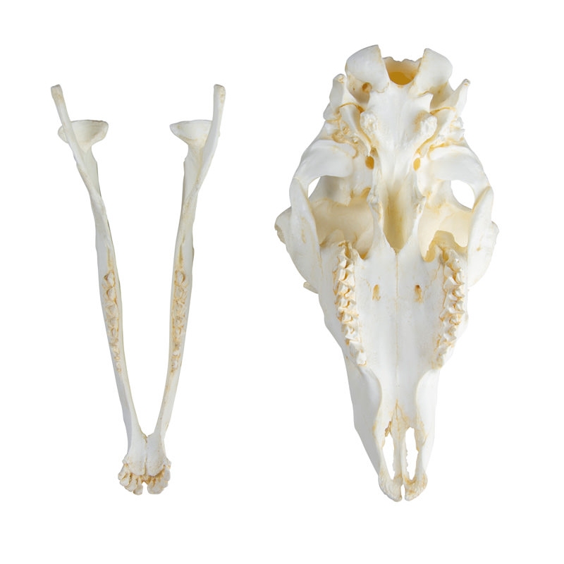 Lobanja, domača ovca, samica (Ovis aries)