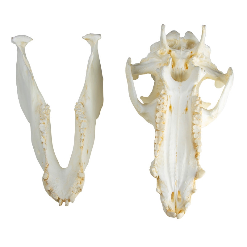 Lobanja domačega prašiča (Sus scrofa domesticus)