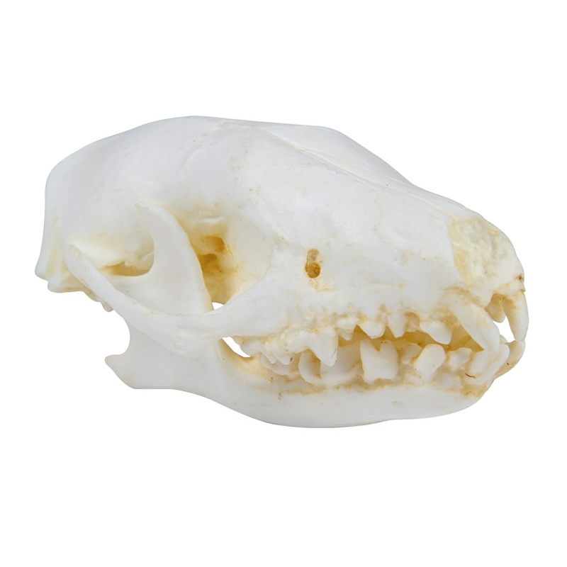 Lobanja ježa (Erinaceus europaeus)