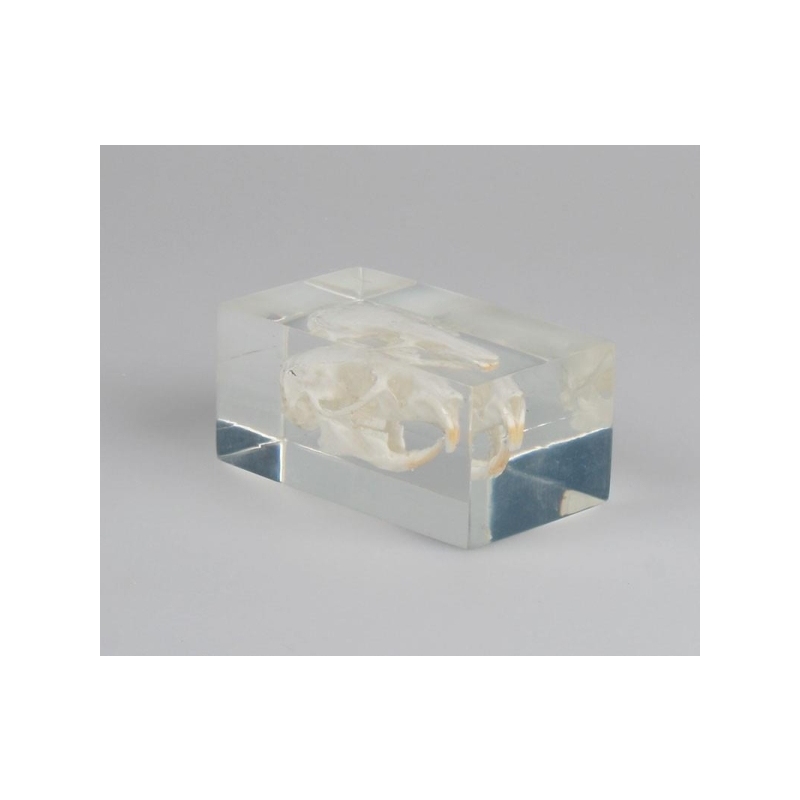 Lobanja morskega prašička v plastičnem bloku