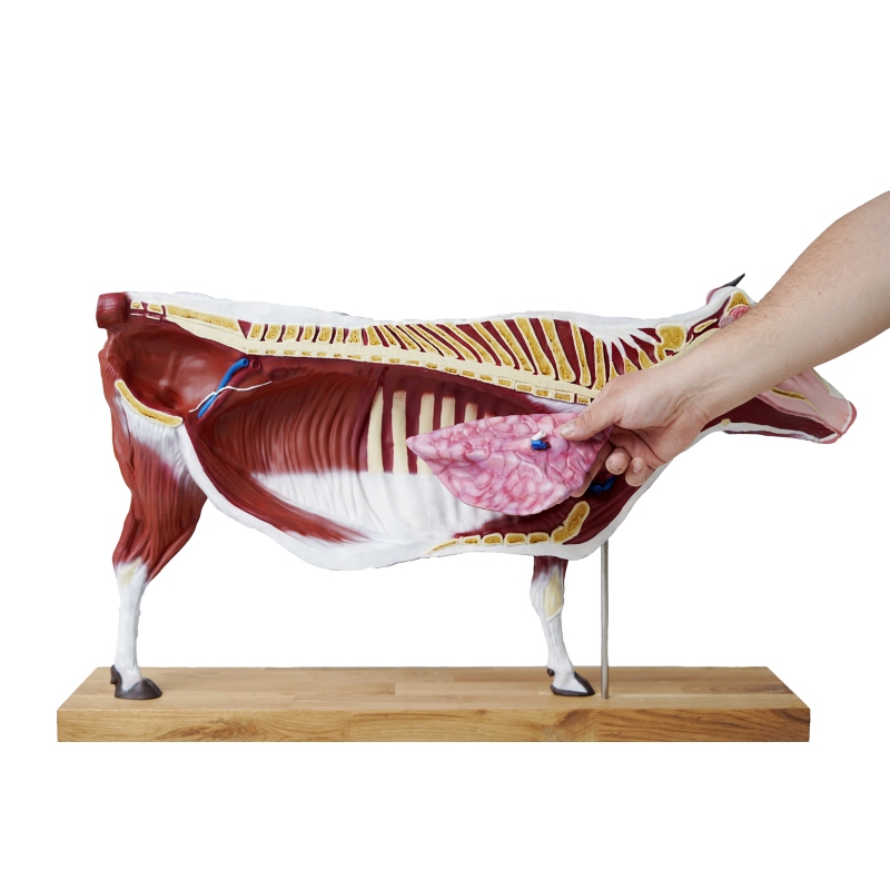 Model goveda, 15 kosov, 1/3 naravne velikosti