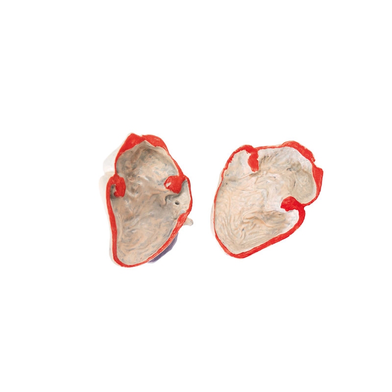 Model psa (nemški ovčar), 11 delov, 2/3 naravne velikosti