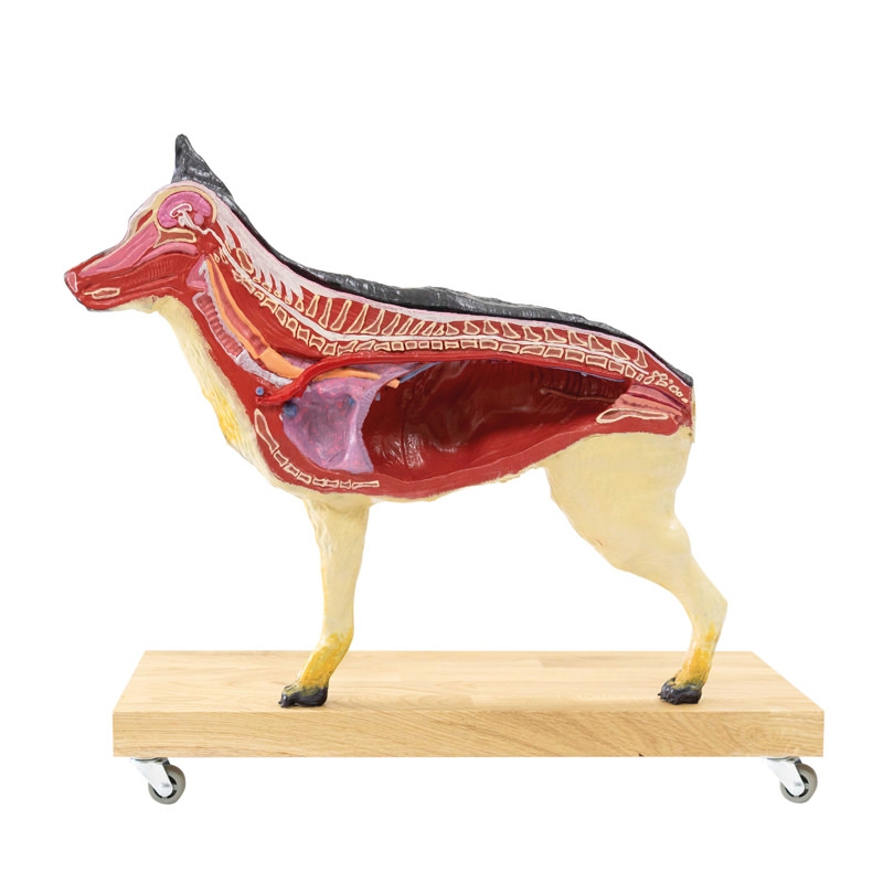 Model psa (nemški ovčar), 11 delov, 2/3 naravne velikosti