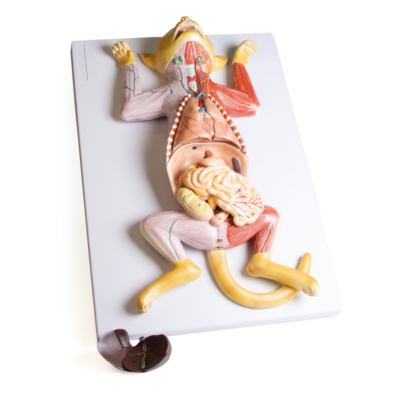 Model disekcije noseče mačke