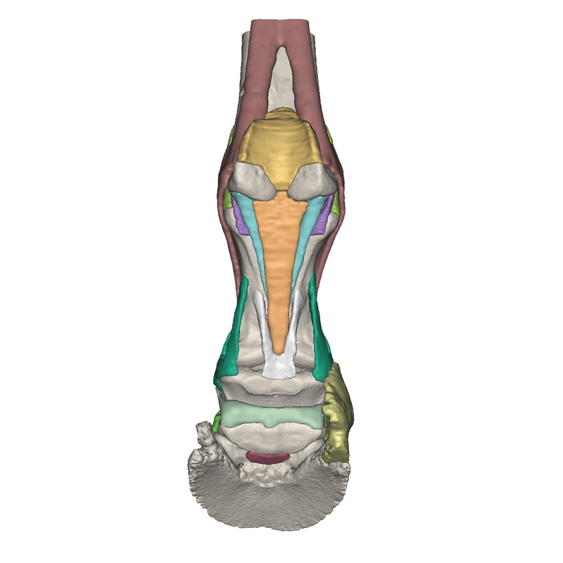 Konjsko stopalo kot model - Model 2