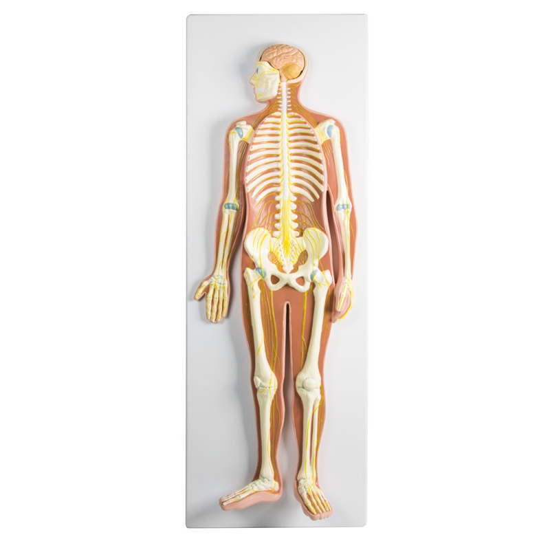 Živčni sistem, ½ naravne velikosti