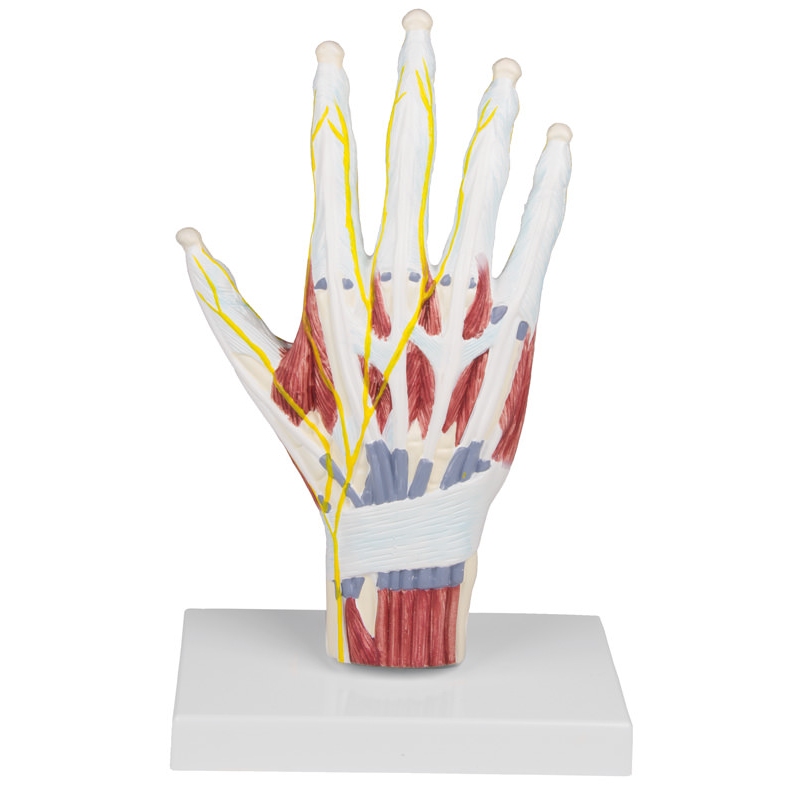 Model anatomske strukture roke