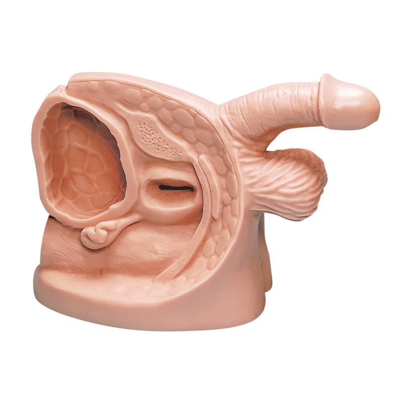  Model moške kateterizacije