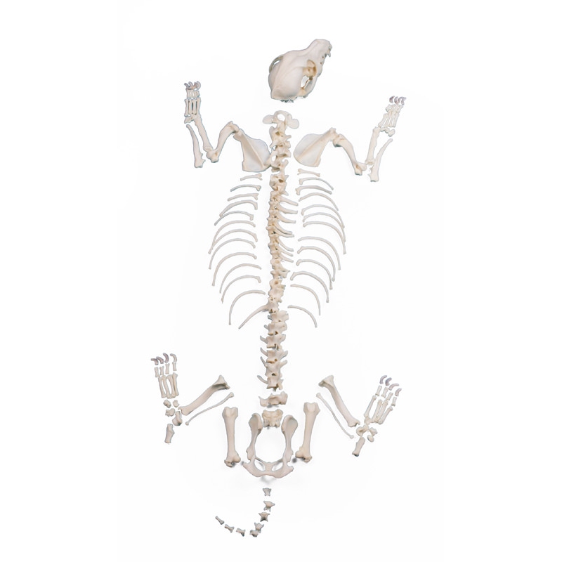 Pasje okostje, nesestavljeno, majhna velikost psa