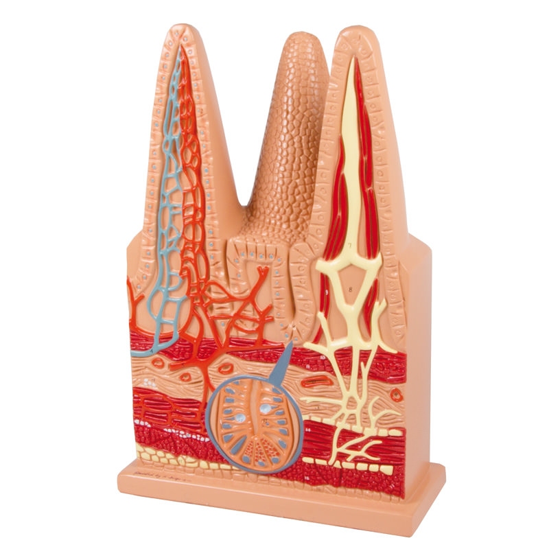  Črevesni mešički v 100-kratni naravni velikosti