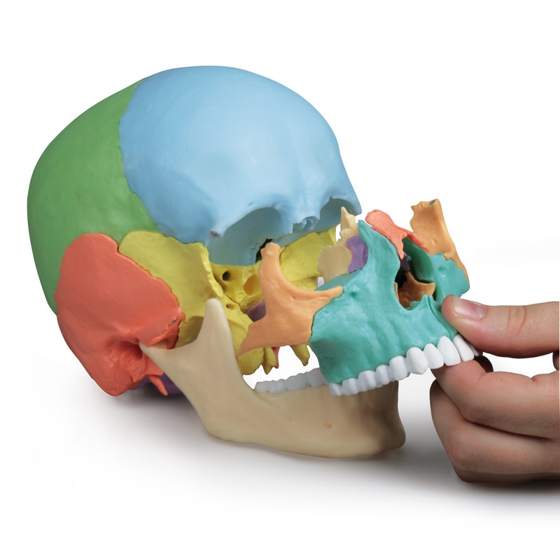 Osteopatski model lobanje, 22 delov, didaktična različica - EZ Augmented Anatomy