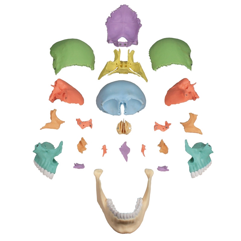 Osteopatski model lobanje, 22 delov, didaktična različica - EZ Augmented Anatomy