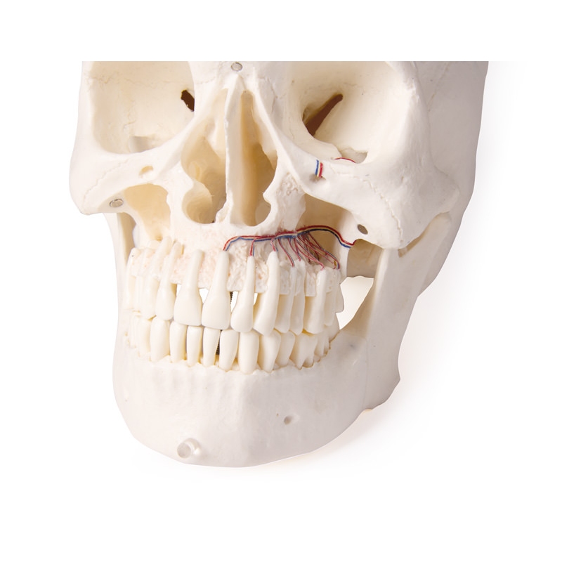 Model lobanje za zobozdravstvo in oralno kirurgijo, 5 delov