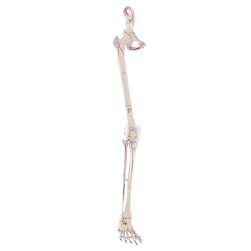 Skeleton of leg with half pelvis and muscle marking