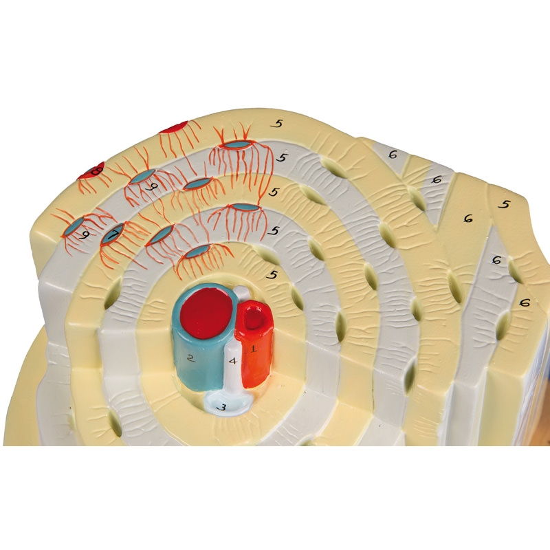 Model kostne strukture v 500-kratni naravni velikosti