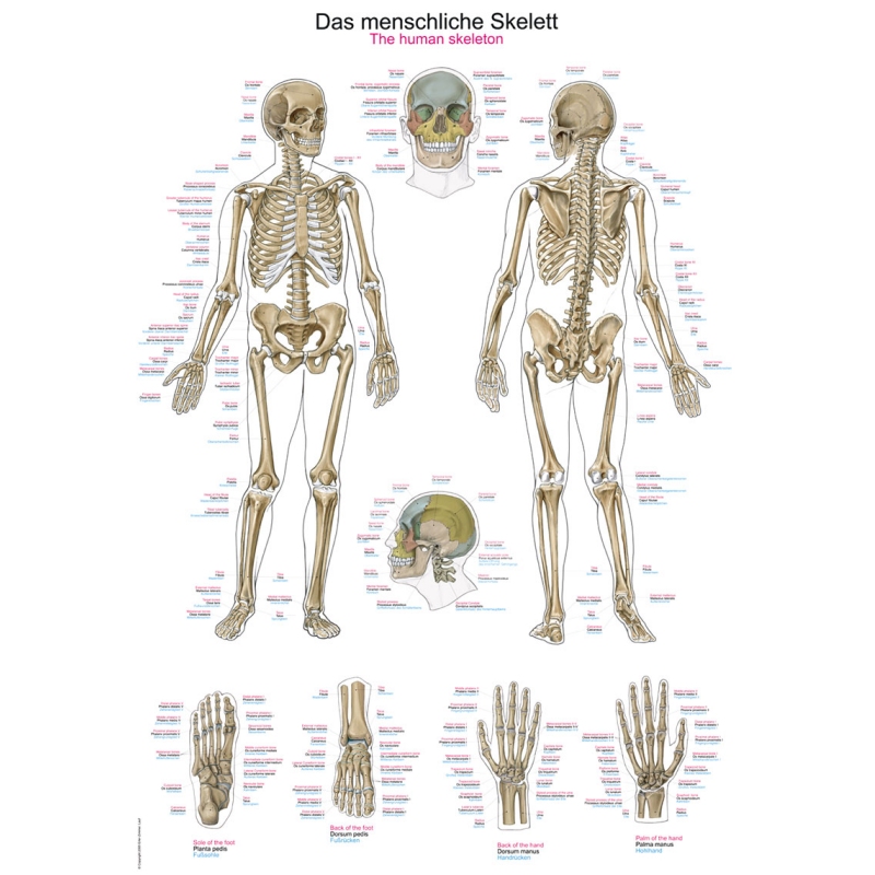 Diagram Človeško okostje, 70x100 cm (Angleški)