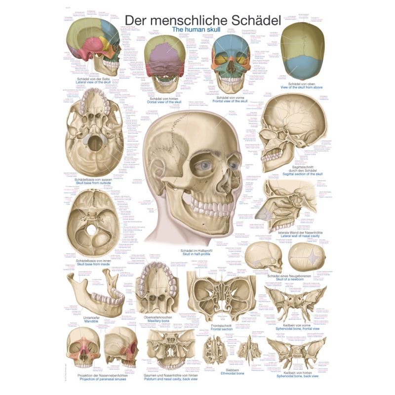 Diagram Človeška lobanja, 70x100 cm (Angleški)