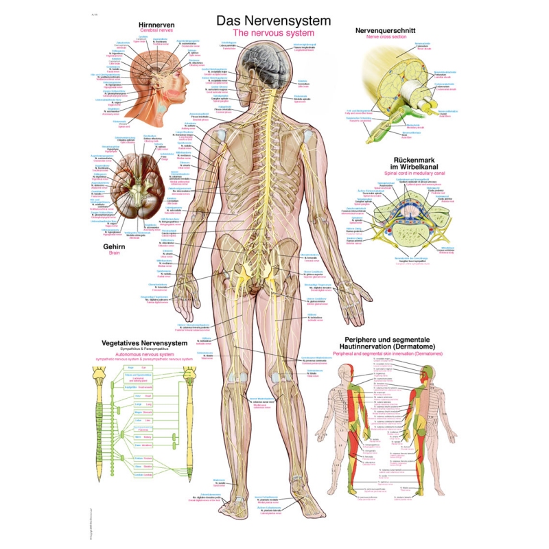 Diagram Živčni sistem, 70x100cm (Angleški)