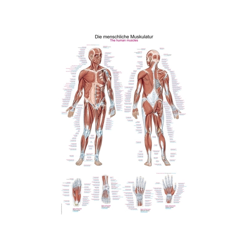 Diagram Človeške mišice, 50x70cm (Angleški)