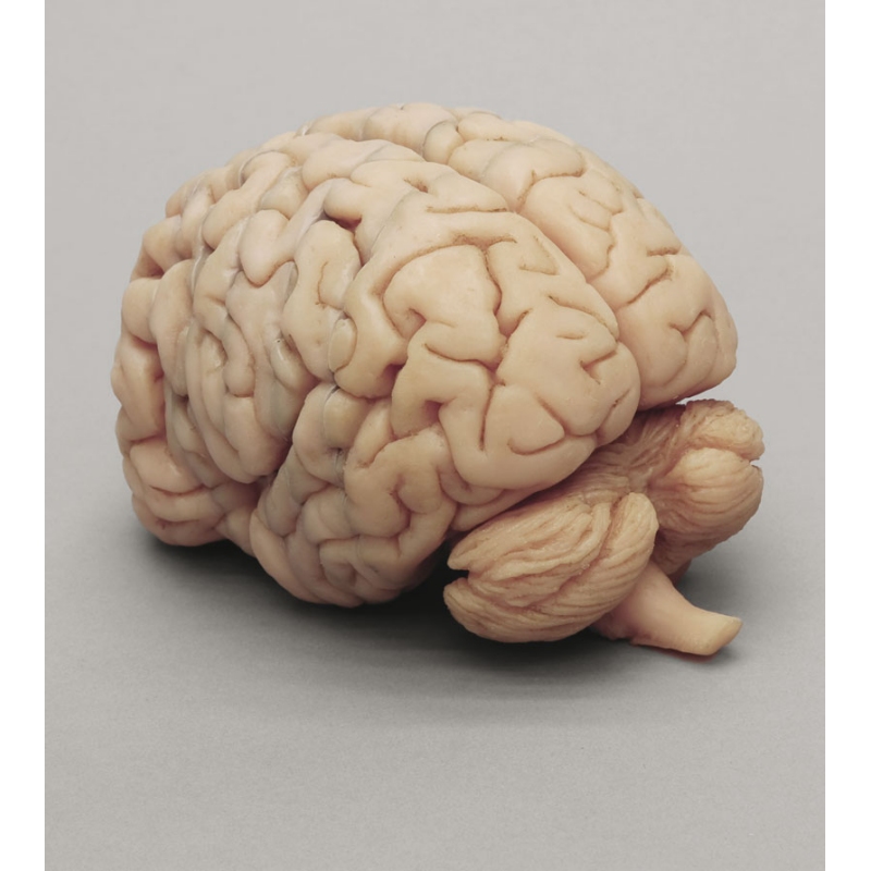 Človeški možgani Več frontalnih delov