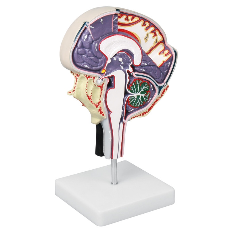 Cirkulacija cerebrospinalne tekočine