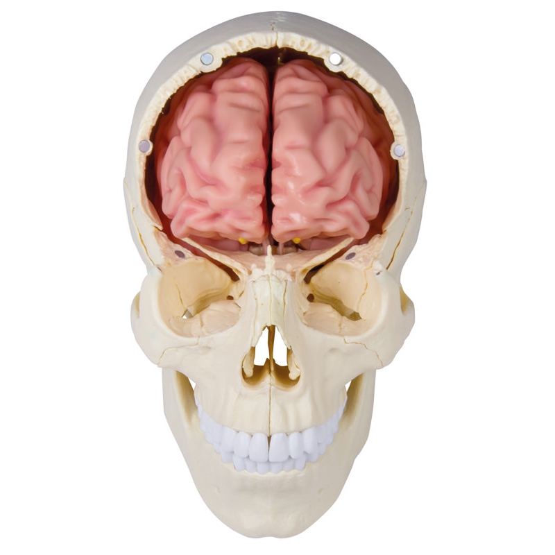 Anatomski model možganov v naravni velikosti, 5 delov - EZ Augmented Anatomy