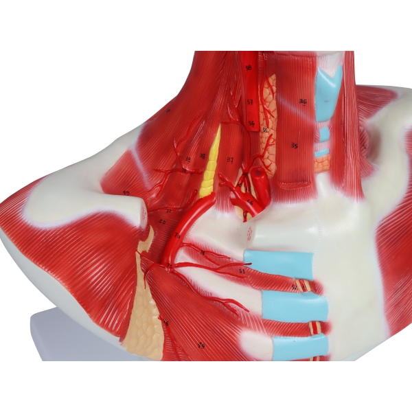 Mišice glave, vratu in prsnega koša, 1 del