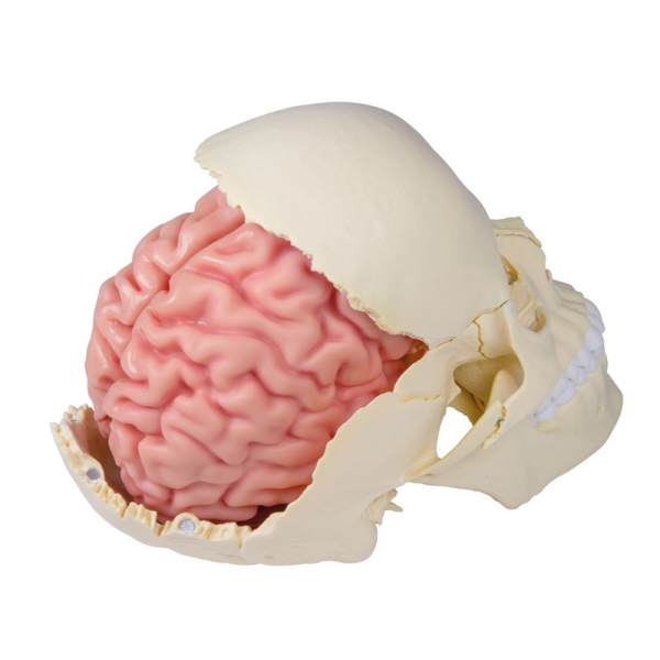 Anatomski model možganov v naravni velikosti, 5 delov - EZ Augmented Anatomy