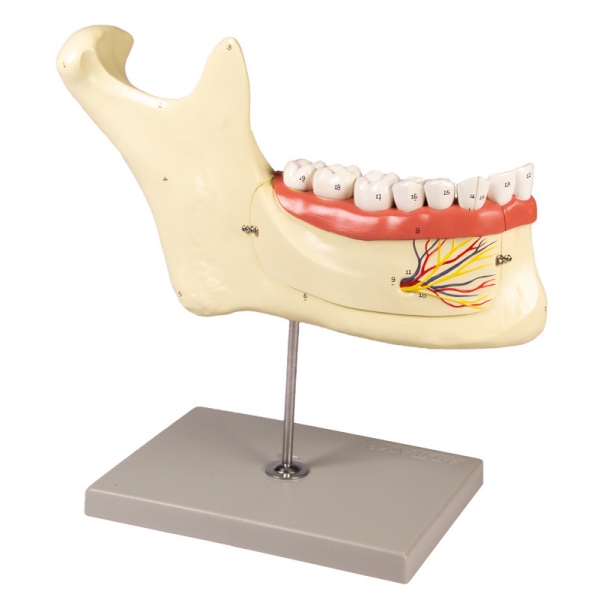 Lower jaw, 6 parts