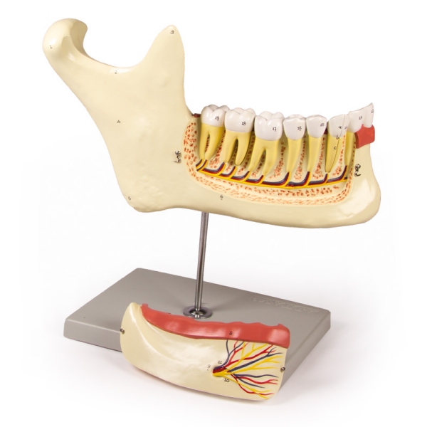 Lower jaw, 6 parts