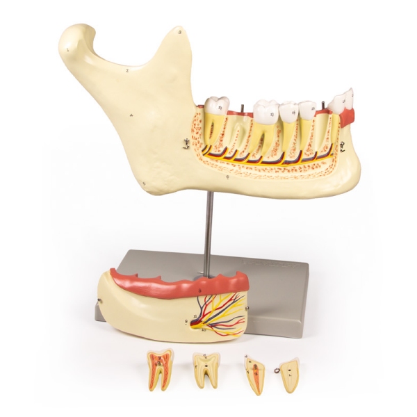 Lower jaw, 6 parts