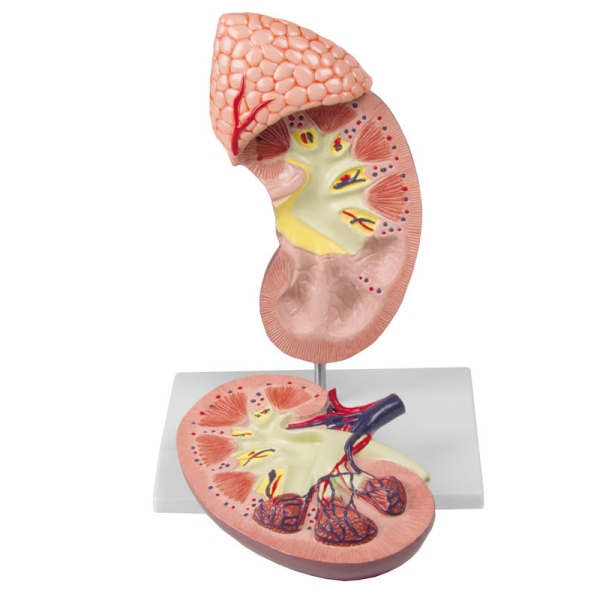 Ledvica z nadledvično žlezo, 2-krat povečana, 2-delna