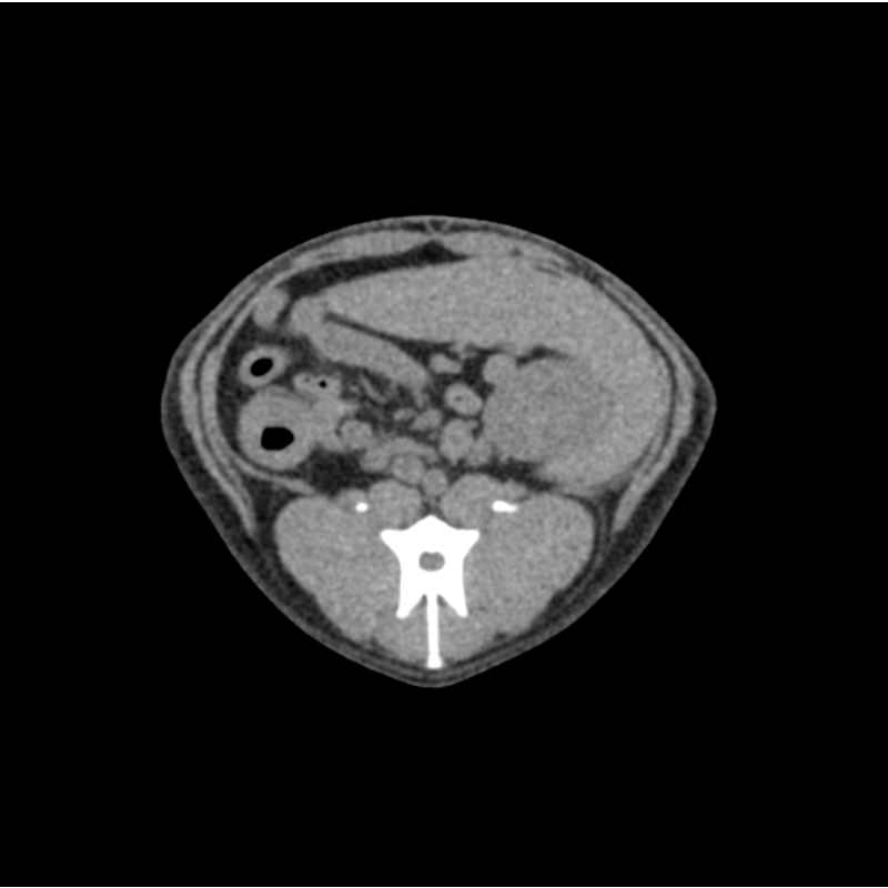 Trebuh psa - fantom za CT in rentgensko slikanje