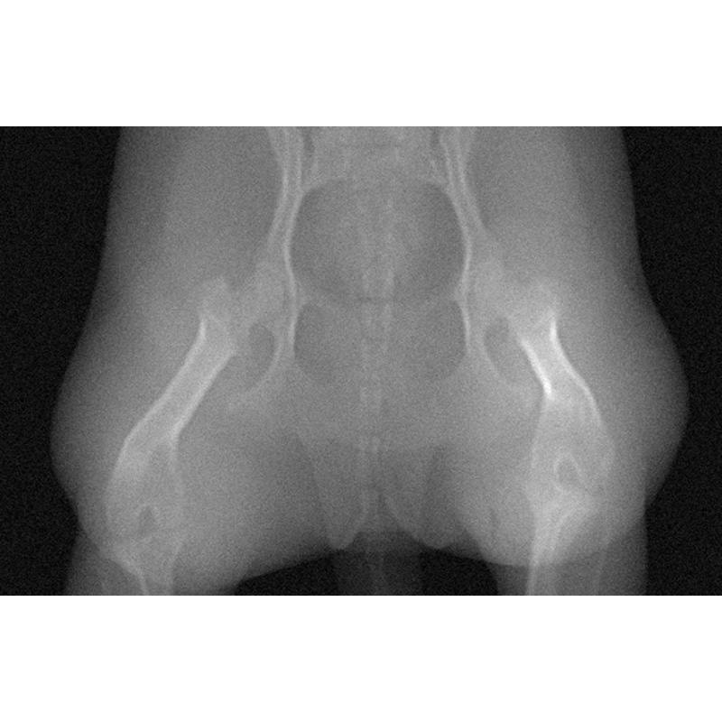 Fantom pasje medenice za CT in rentgensko slikanje