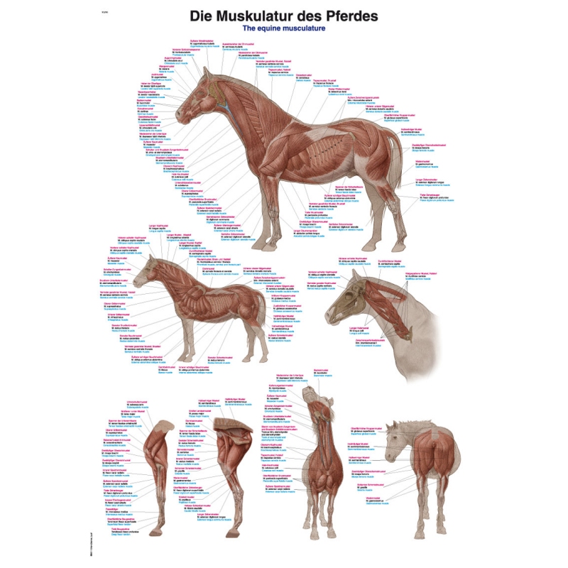 Diagram Konjsko mišičevje, 70x100cm